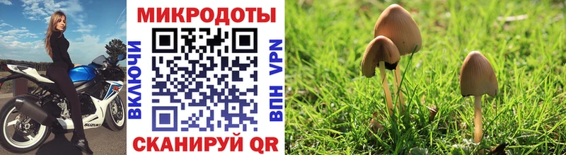 наркотики  Корсаков  Галлюциногенные грибы Cubensis 